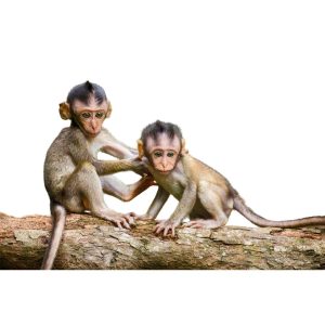 IMAGENS PETS SITE (1)